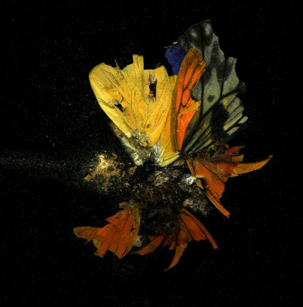 Mat Collishaw