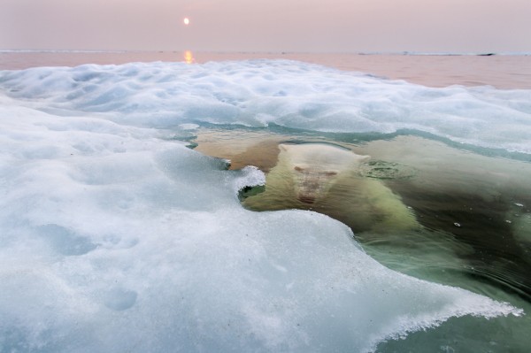 The Ice Bear © Paul Souders