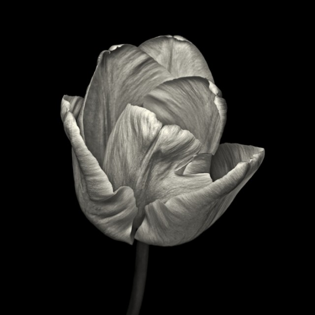 © Paul Coghlin