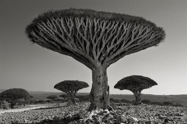 © Beth Moon