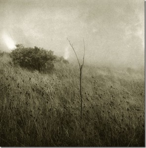 Grass in the Fog © Unai San Martin Grass in the Fog © Unai San Martin