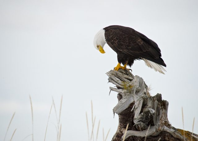 © Scott Bourne Eagles © Scott Bourne