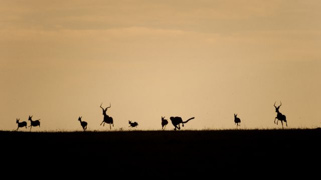 A cheetah Acinonyx jubatus hunts down a young impala Aepyceros melampus, a medium-sized antelope on the African plains.© Kalyan Varma A cheetah Acinonyx jubatus hunts down a young impala Aepyceros melampus, a medium-sized antelope on the African plains.© Kalyan Varma