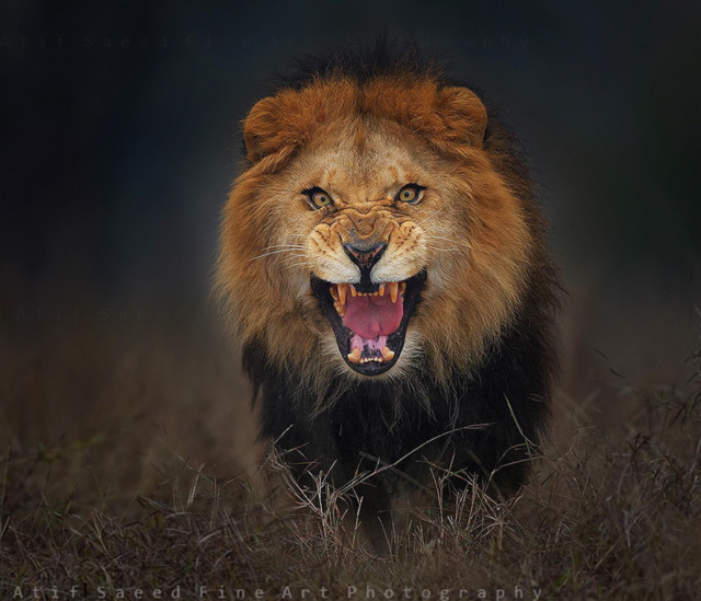 © Atif Saeed