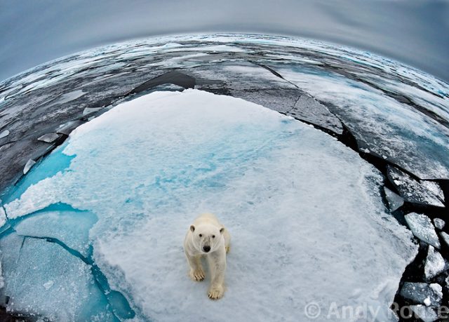 Polar Bear en Svalbard, Arctic © Andy Rouse Polar Bear en Svalbard, Arctic © Andy Rouse