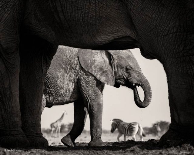 © Morkel Erasmus © Morkel Erasmus