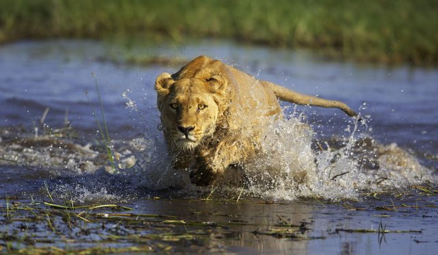 Cocrodile Lion © Brian Hampton Cocrodile Lion © Brian Hampton