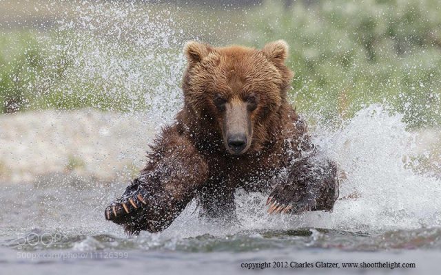 Brown bear slamming salmon, AK © Charles Glatzer, www.shottthelight.com Brown bear slamming salmon, AK © Charles Glatzer, www.shottthelight.com
