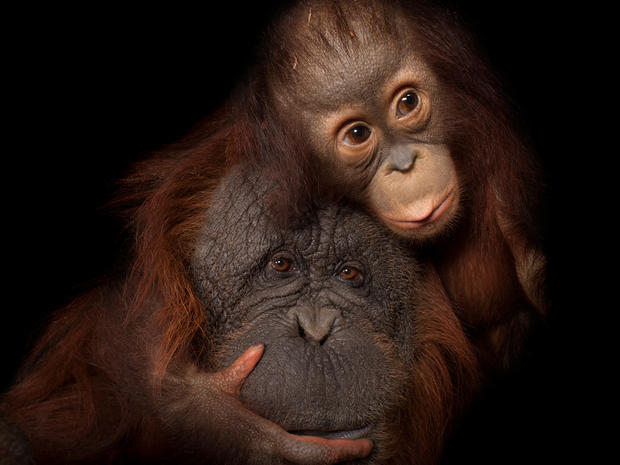 © Joel Sartore A baby Bornean orangutan (Pongo pygmaeus) named Aurora, with her adoptive mother, Cheyenne, a Bornean/Sumatran cross (Pongo pygmaeus x abelii)