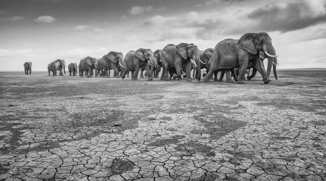 © Federico Veronesi