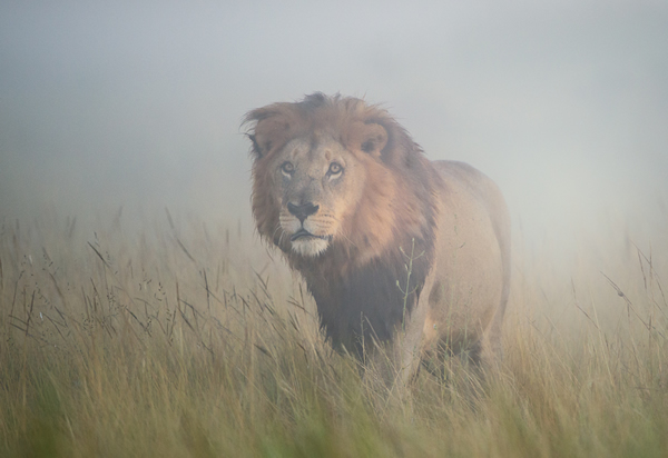 © Frits Hoogendijk