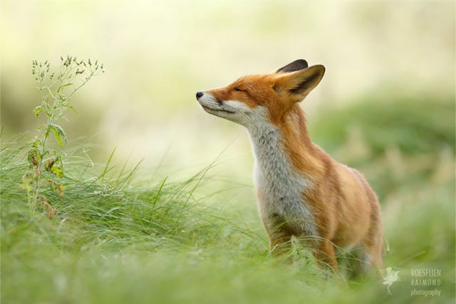 © Roeselien Raimond