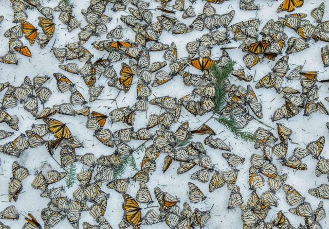 Monarchs in the Snow © Jaime Rojo Monarchs in the Snow © Jaime Rojo