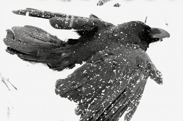 © Masahisa Fukase © Masahisa Fukase