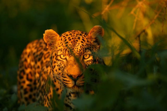 © Beverly Joubert © Beverly Joubert