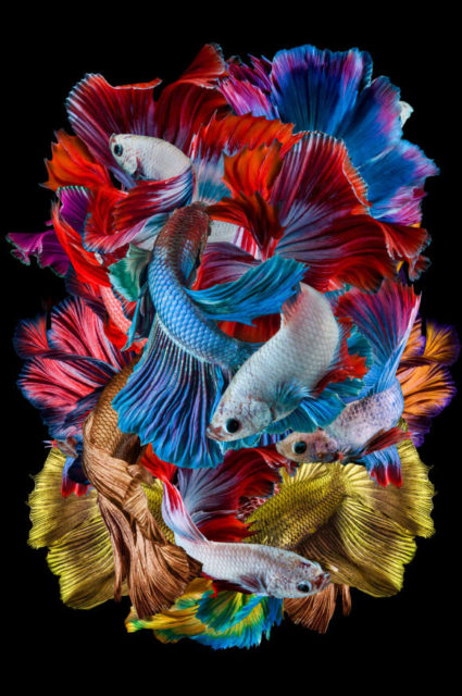 Tarian Ikan Cupang © Dhiky Aditya Tarian Ikan Cupang © Dhiky Aditya