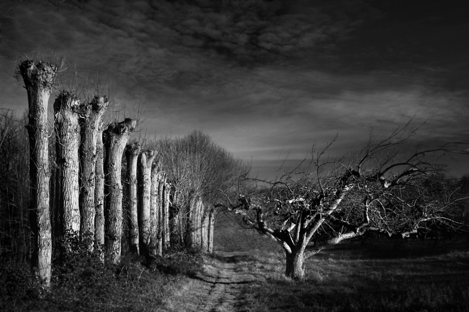 Chris Friel