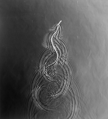 Adam Fuss