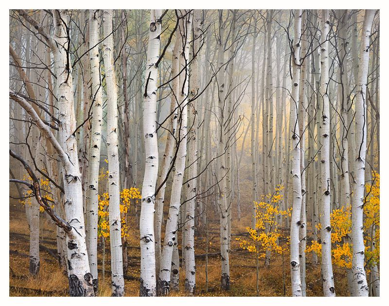 Charles Cramer