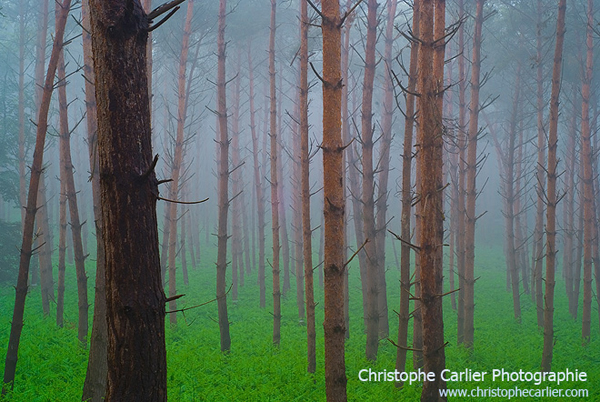 Christophe Carlier