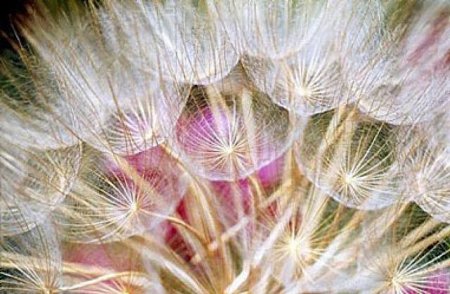 Ernst Haas