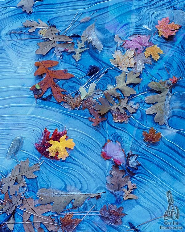 Guy Tal