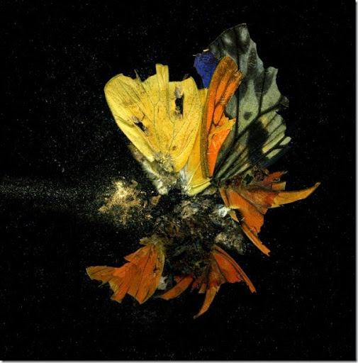 Mat Collishaw