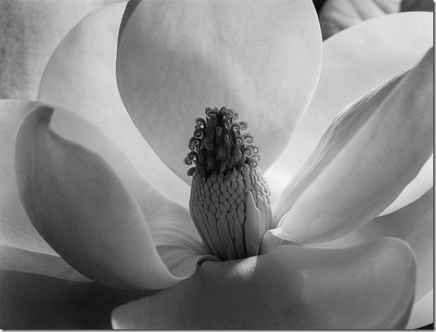 Imogen Cunningham