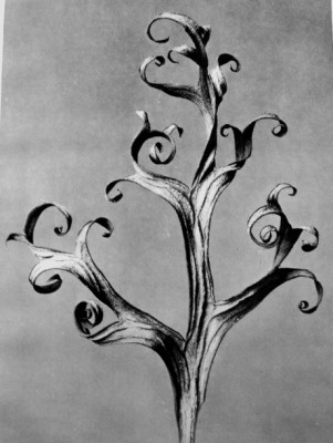 Karl Blossfeldt