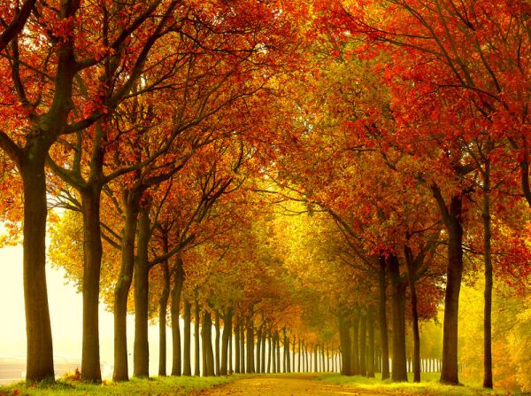 Lars Van de Goor