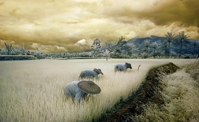 Musin Yohan