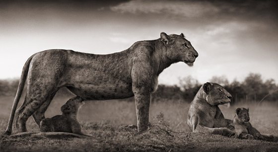 Nick Brandt