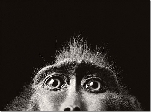 Tim Flach