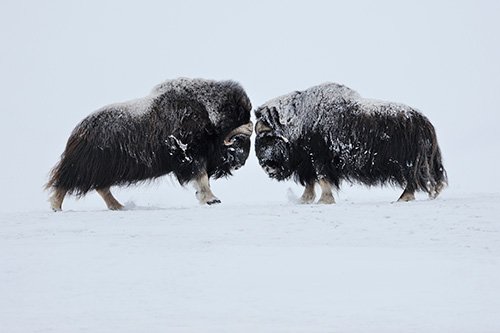Vincent Munier