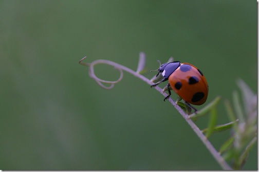 rosemary*