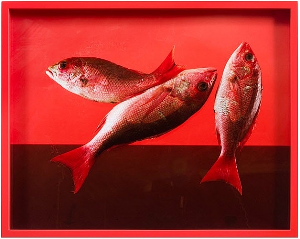 Elad Lassry
