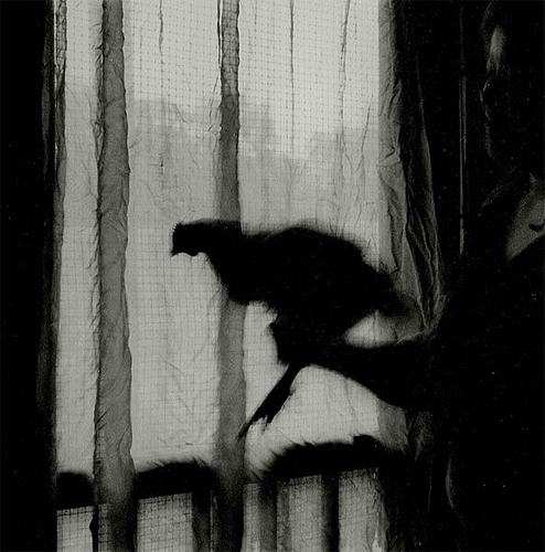 Debbie Fleming Caffery