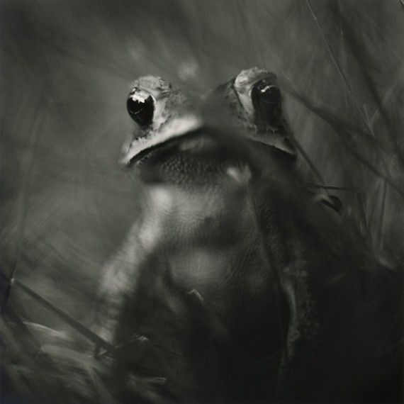 David Johndrow