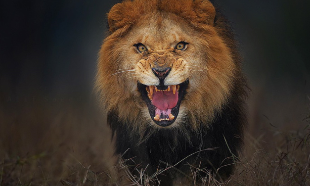 Atif Saeed