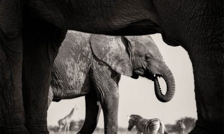 Morkel Erasmus