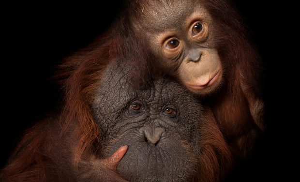 Joel Sartore