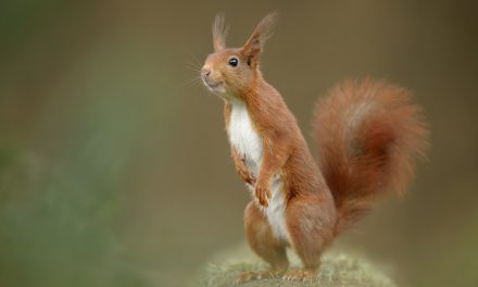 Edwin Kats