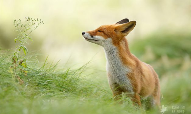 Roeselien Raimond