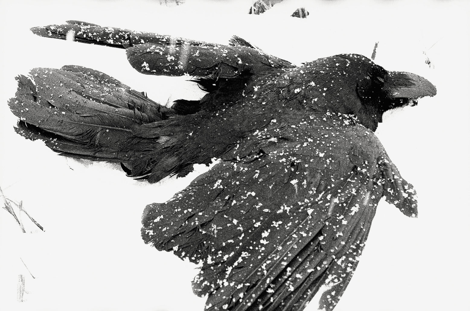 Masahisa Fukase